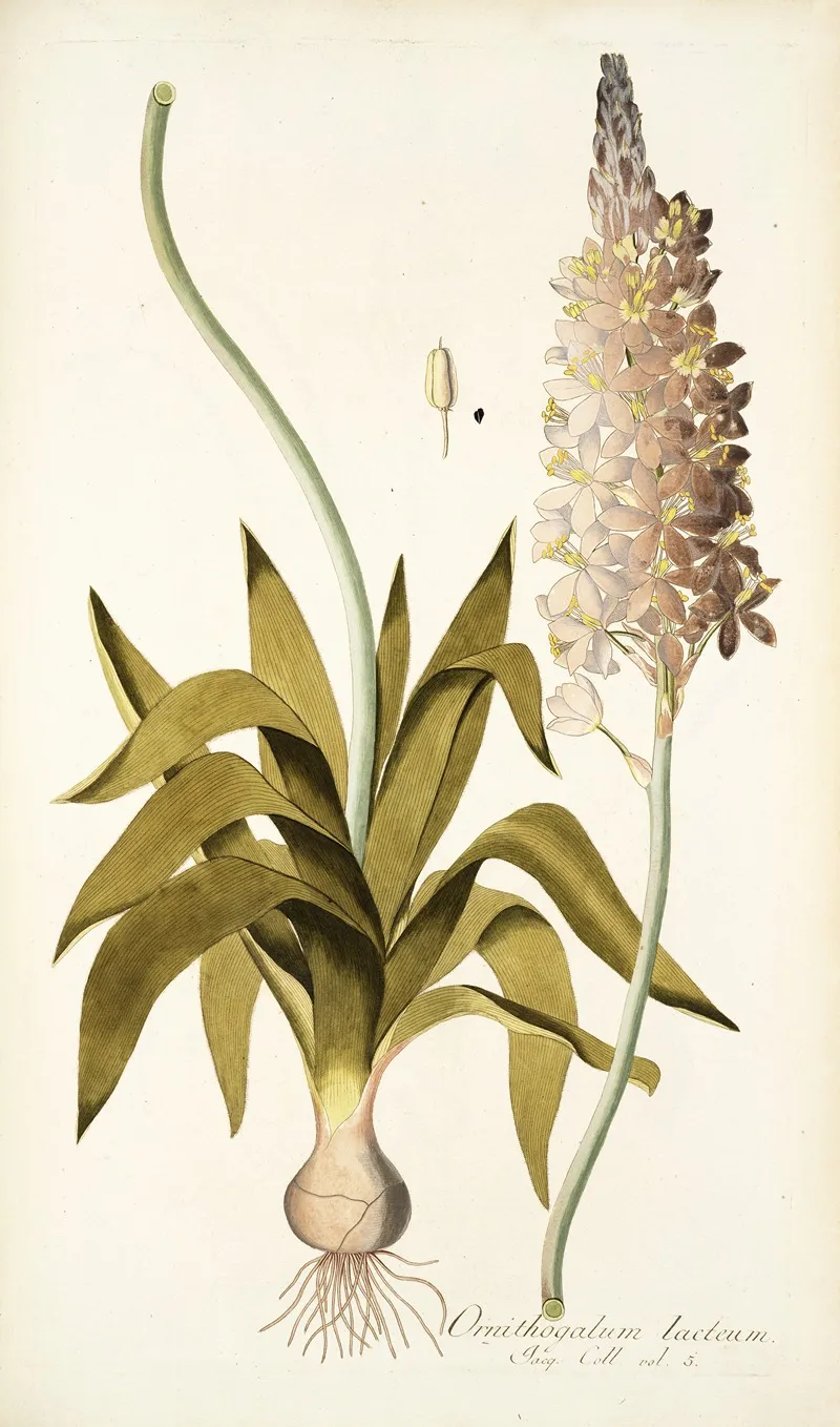 Ornithogalum Lacteum Wall Art by Nikolaus Joseph Freiherr von Jacquin - High-Resolution Digital Print