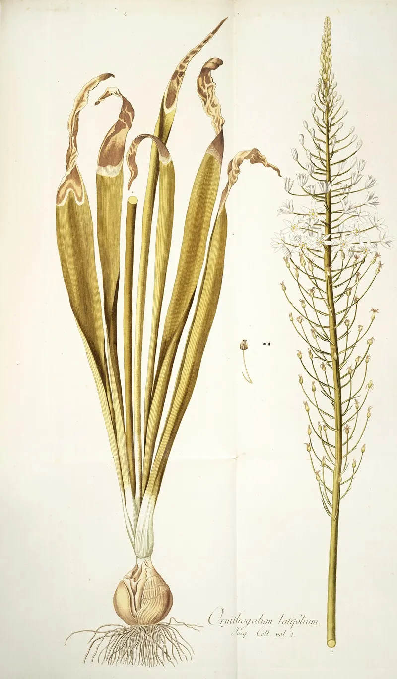 Ornithogalum Latifolium Wall Art by Nikolaus Joseph Freiherr von Jacquin - High-Resolution Digital Print
