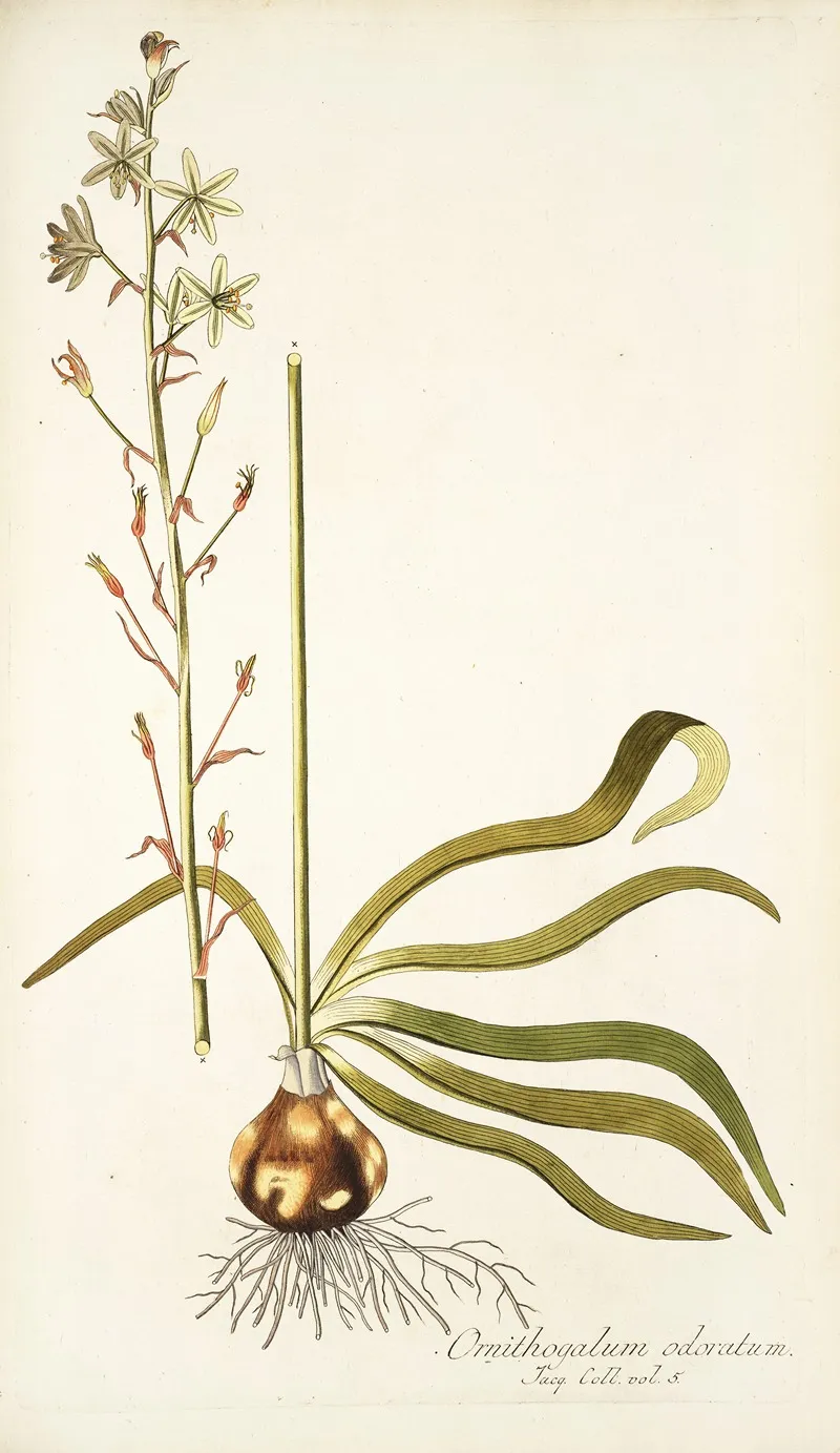 Ornithogalum Odoratum Wall Art by Nikolaus Joseph Freiherr von Jacquin - High-Resolution Digital Print