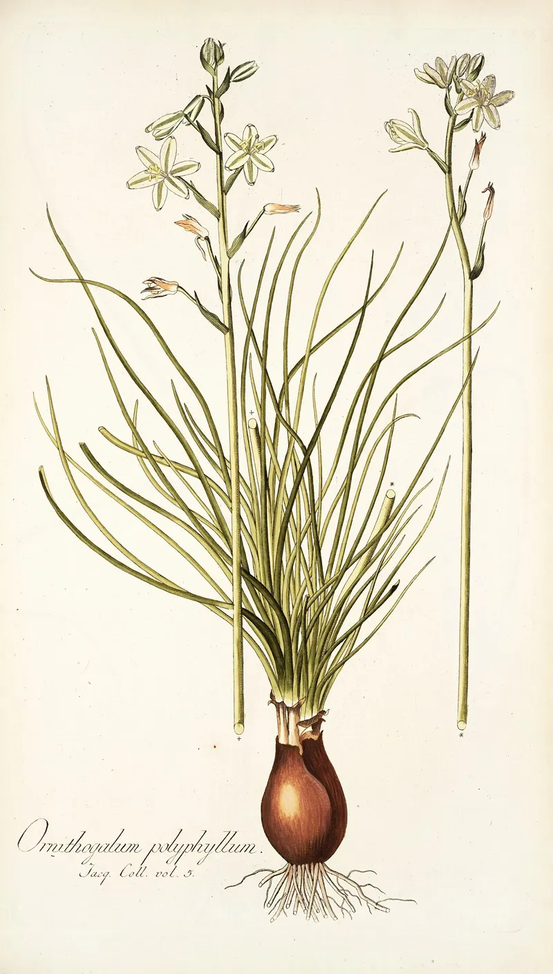 Ornithogalum Polyphyllum Wall Art by Nikolaus Joseph Freiherr von Jacquin - High-Resolution Digital Print