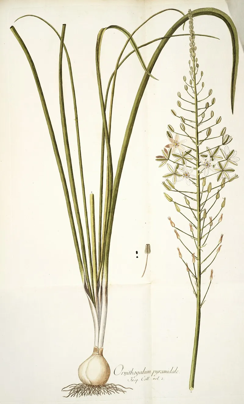 Ornithogalum Pyramidale Wall Art by Nikolaus Joseph Freiherr von Jacquin - High-Resolution Digital Print