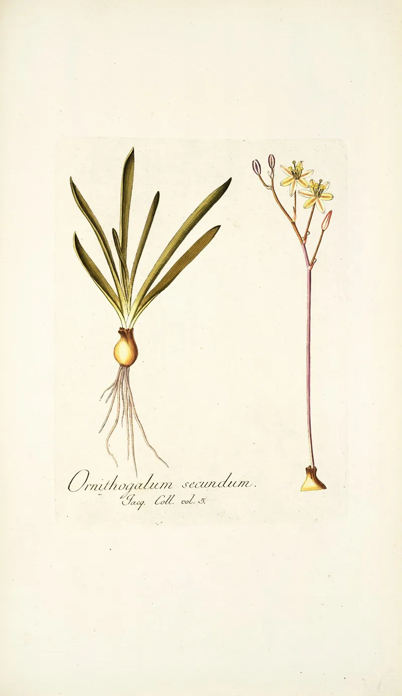 Ornithogalum Secundum Wall Art by Nikolaus Joseph Freiherr von Jacquin - High-Resolution Digital Print