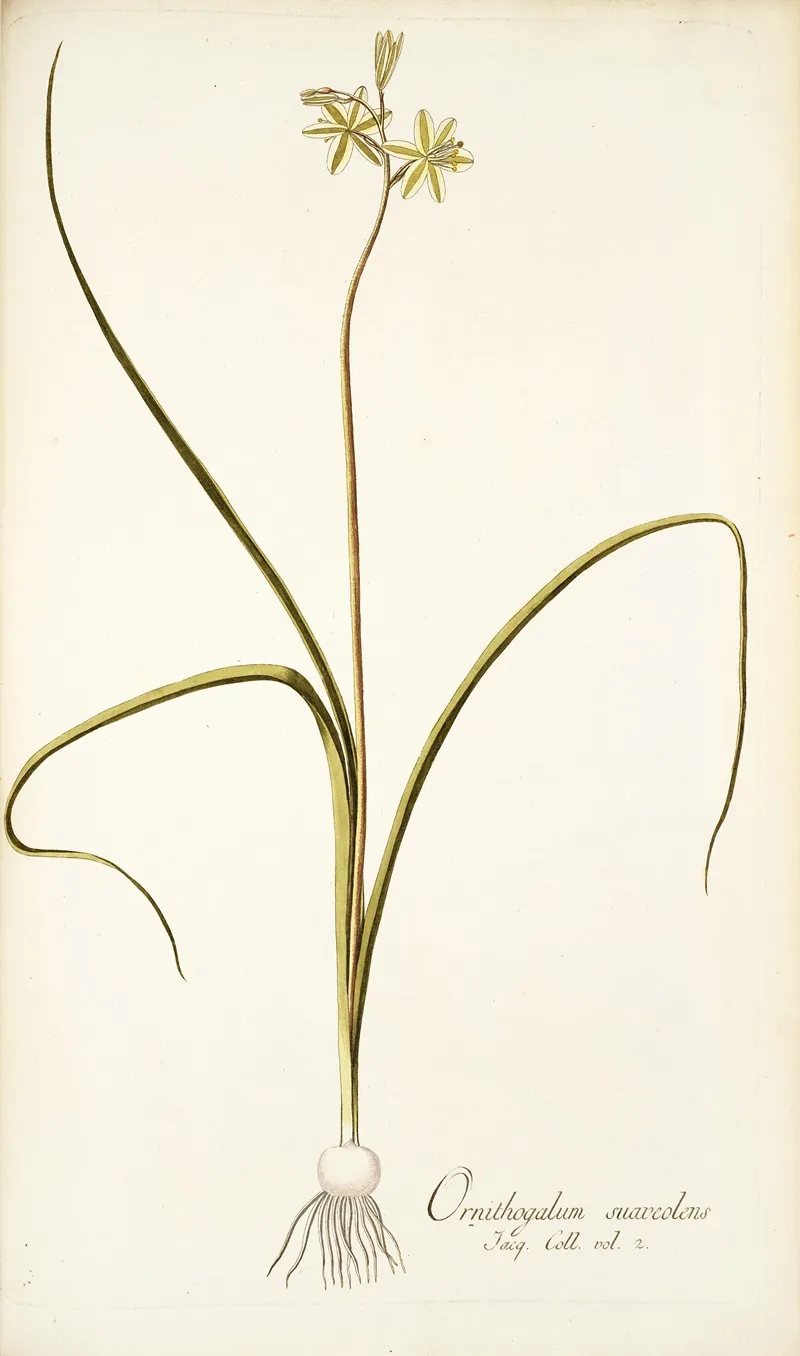 Ornithogalum Suaveolens Wall Art by Nikolaus Joseph Freiherr von Jacquin - High-Resolution Digital Print