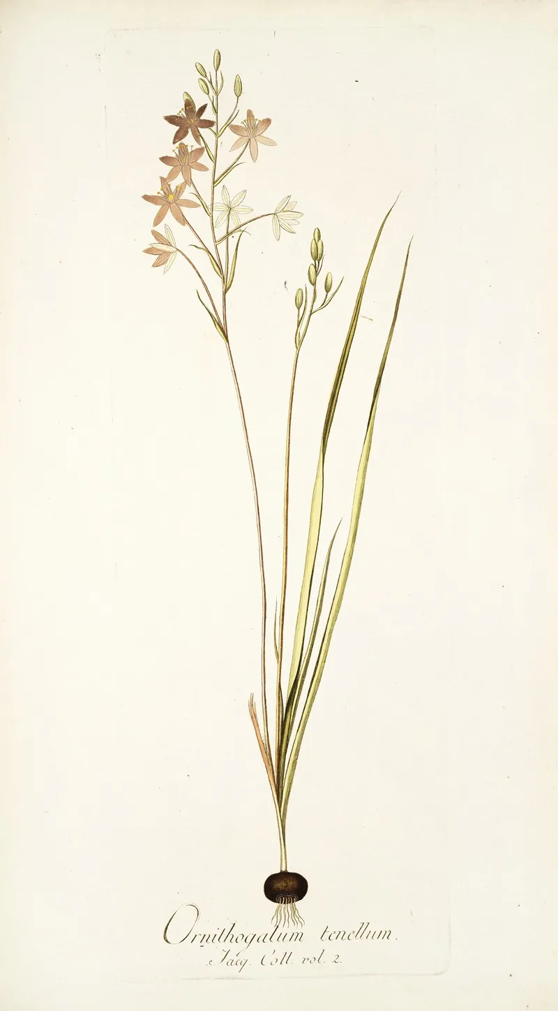 Ornithogalum Tenellum Wall Art by Nikolaus Joseph Freiherr von Jacquin - High-Resolution Digital Print