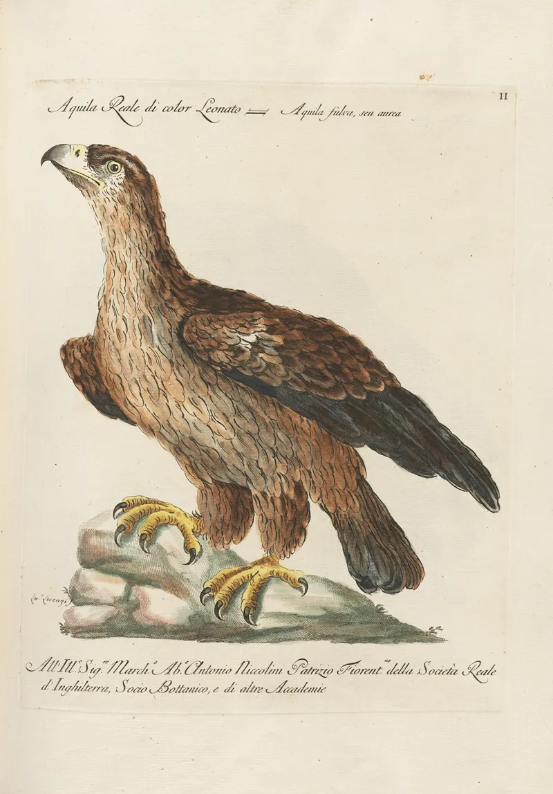 Ornithologia Methodice Digesta Pl 002 Wall Art by Saverio Manetti - High-Resolution Digital Print