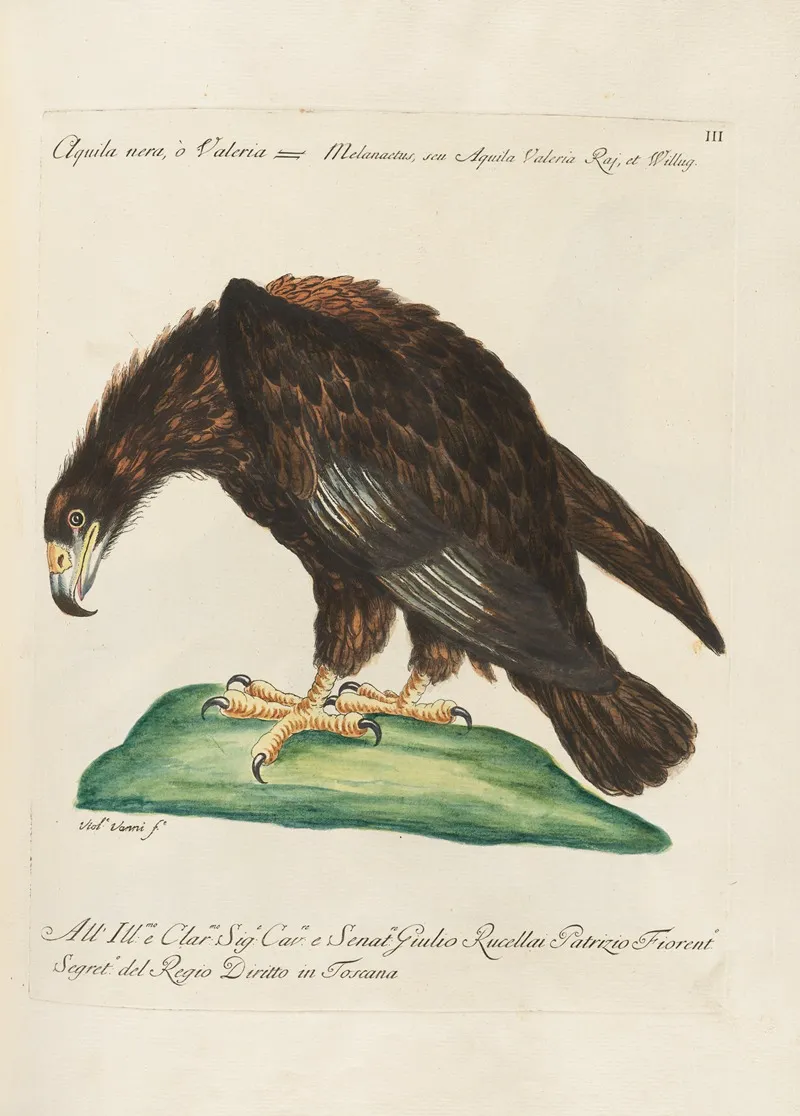 Ornithologia Methodice Digesta Pl 003 Wall Art by Saverio Manetti - High-Resolution Digital Print