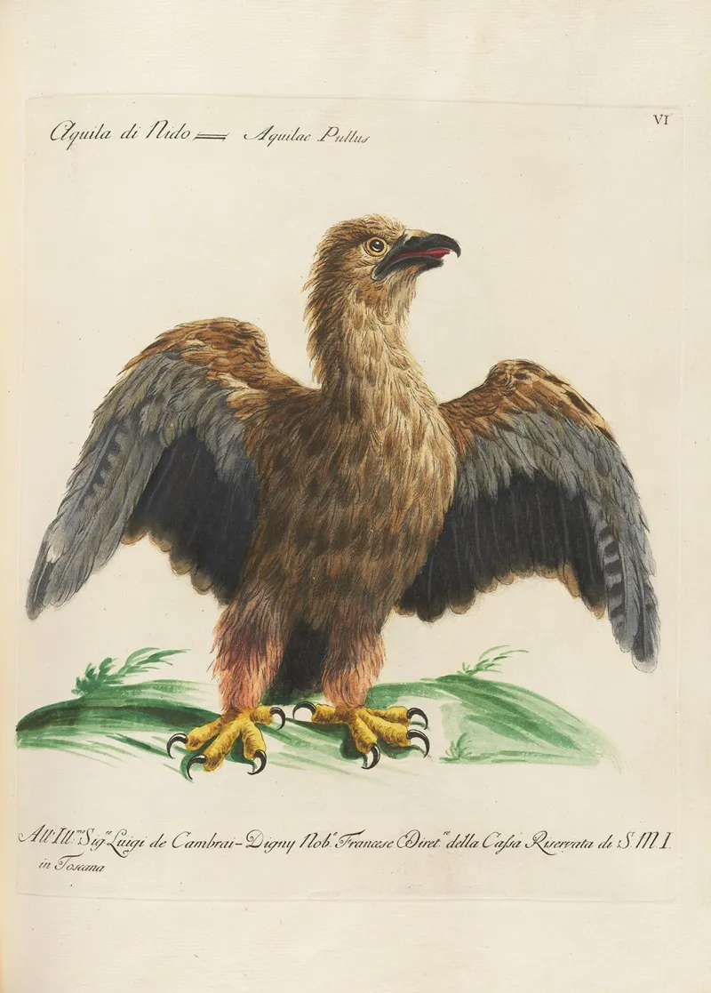 Ornithologia Methodice Digesta Pl 006 Wall Art by Saverio Manetti - High-Resolution Digital Print