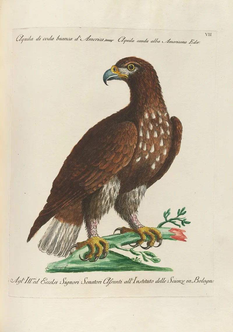 Ornithologia Methodice Digesta Pl 007 Wall Art by Saverio Manetti - High-Resolution Digital Print