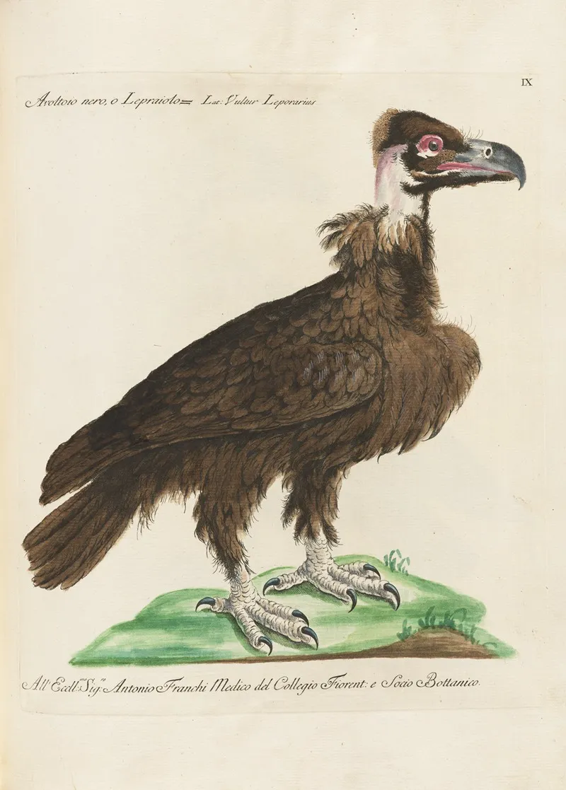 Ornithologia Methodice Digesta Pl 009 Wall Art by Saverio Manetti - High-Resolution Digital Print