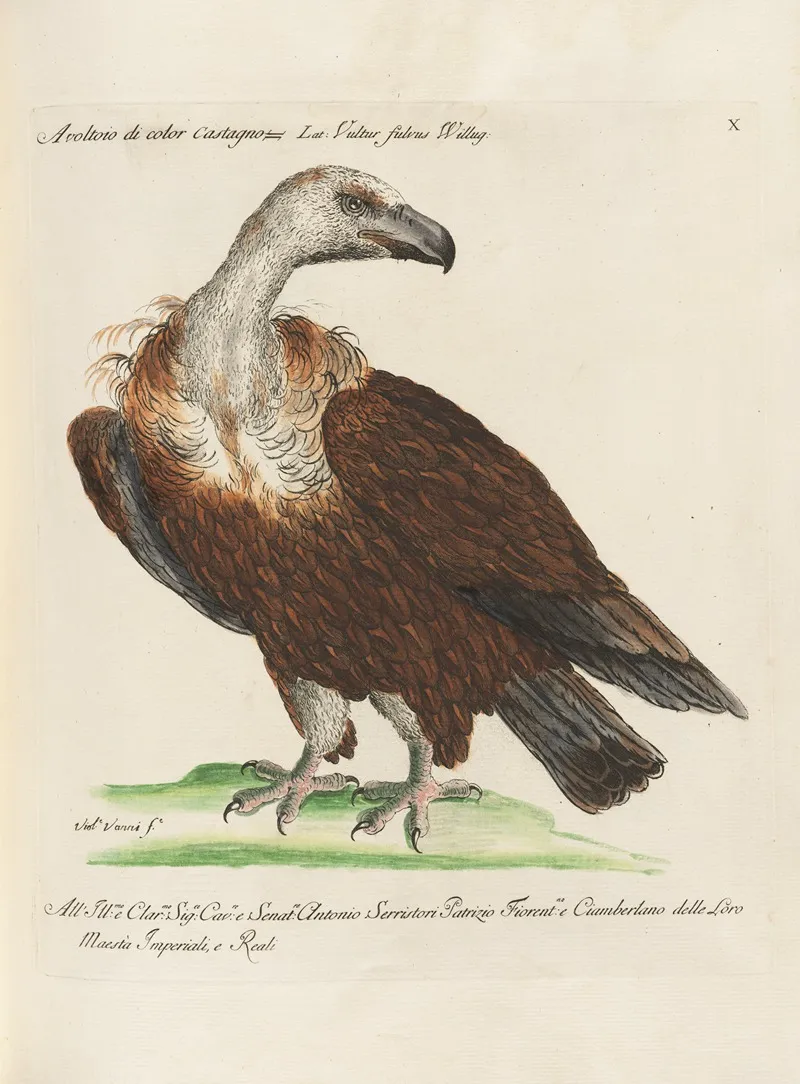 Ornithologia Methodice Digesta Pl 010 Wall Art by Saverio Manetti - High-Resolution Digital Print
