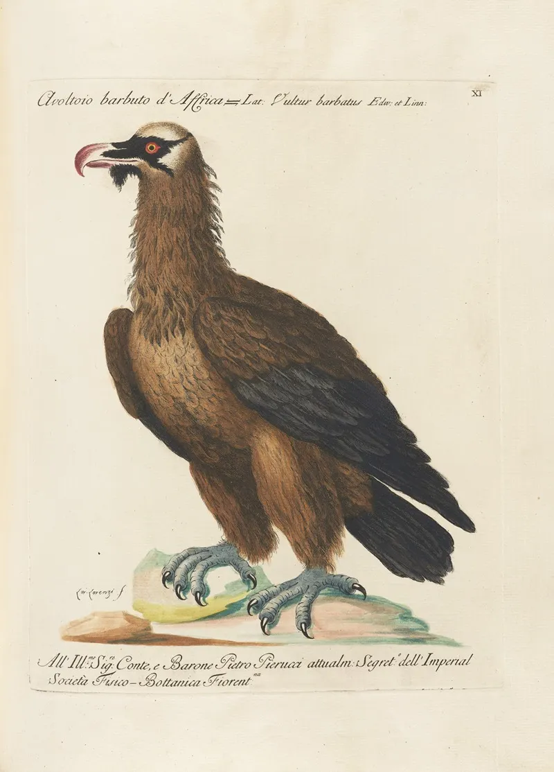 Ornithologia Methodice Digesta Pl 011 Wall Art by Saverio Manetti - High-Resolution Digital Print
