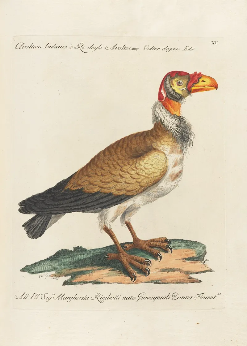 Ornithologia Methodice Digesta Pl 012 Wall Art by Saverio Manetti - High-Resolution Digital Print