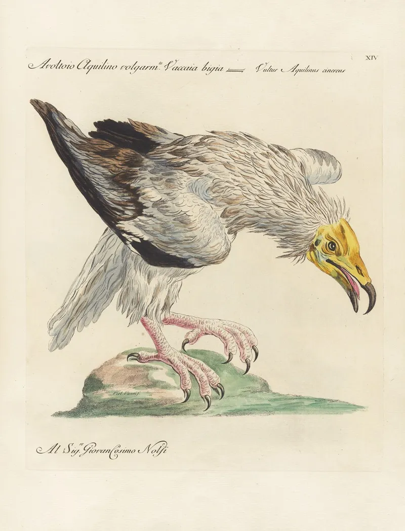 Ornithologia Methodice Digesta Pl 014 Wall Art by Saverio Manetti - High-Resolution Digital Print
