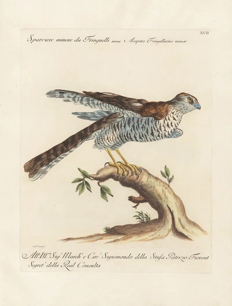 Ornithologia Methodice Digesta Pl 017 Wall Art by Saverio Manetti - High-Resolution Digital Print