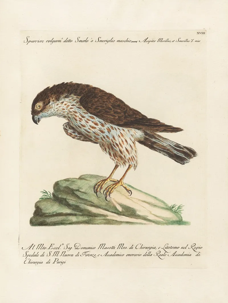 Ornithologia Methodice Digesta Pl 018 Wall Art by Saverio Manetti - High-Resolution Digital Print
