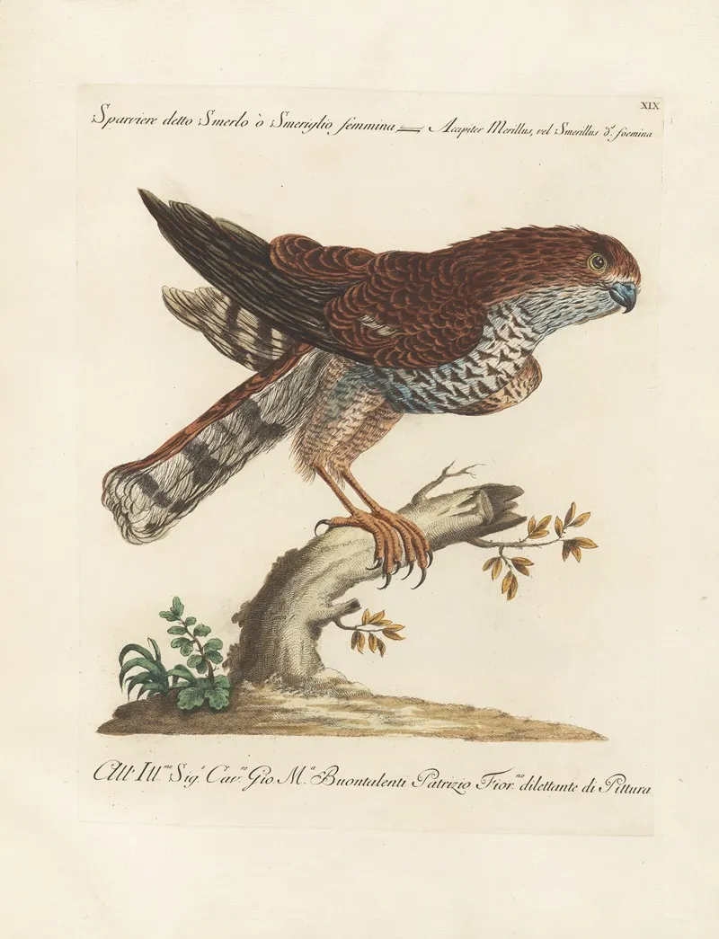 Ornithologia Methodice Digesta Pl 019 Wall Art by Saverio Manetti - High-Resolution Digital Print