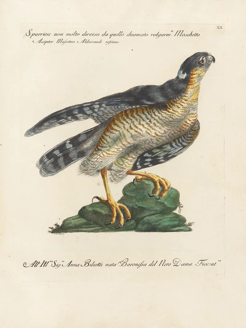 Ornithologia Methodice Digesta Pl 020 Wall Art by Saverio Manetti - High-Resolution Digital Print