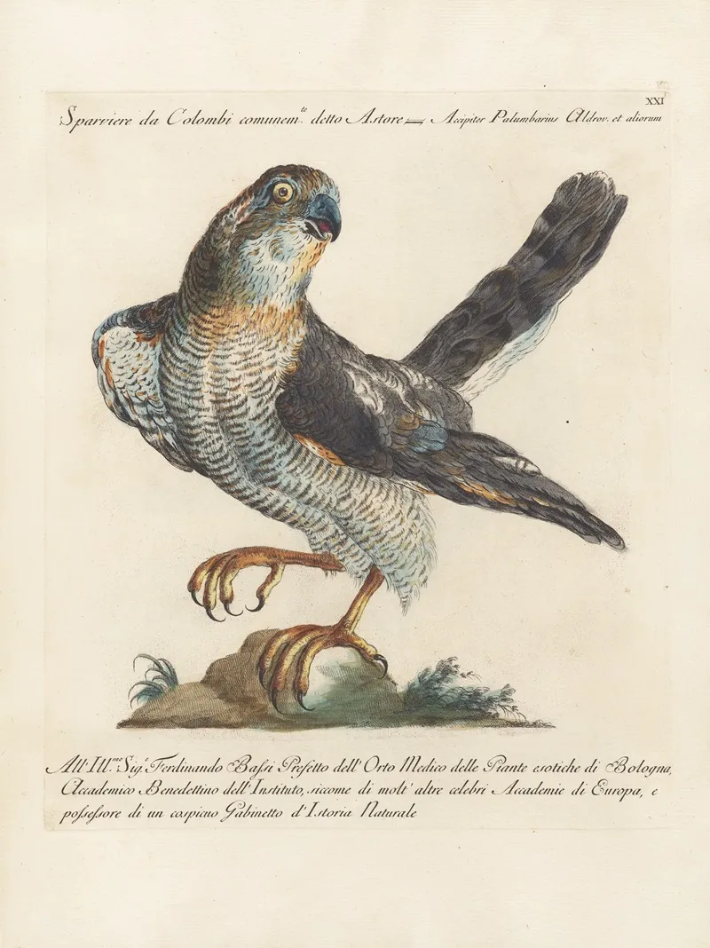 Ornithologia Methodice Digesta Pl 021 Wall Art by Saverio Manetti - High-Resolution Digital Print