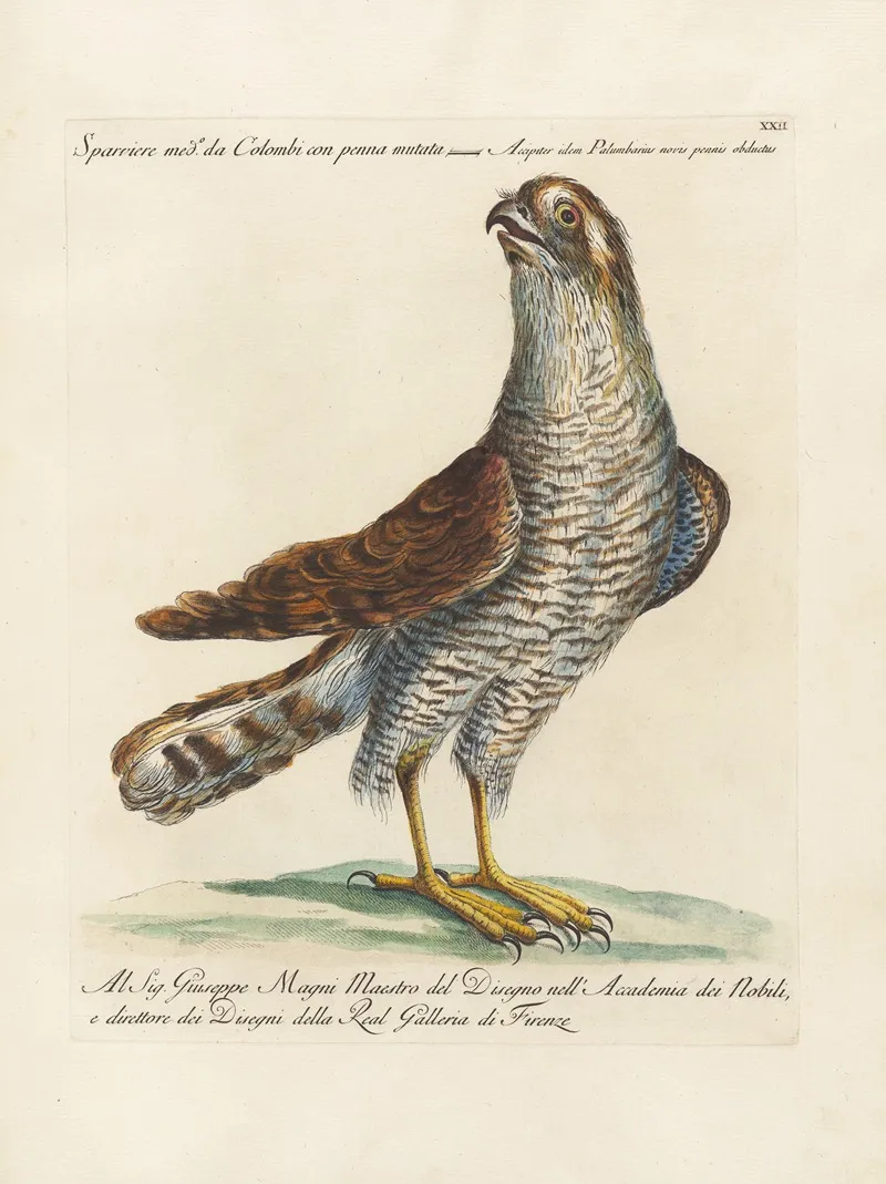 Ornithologia Methodice Digesta Pl 022 Wall Art by Saverio Manetti - High-Resolution Digital Print