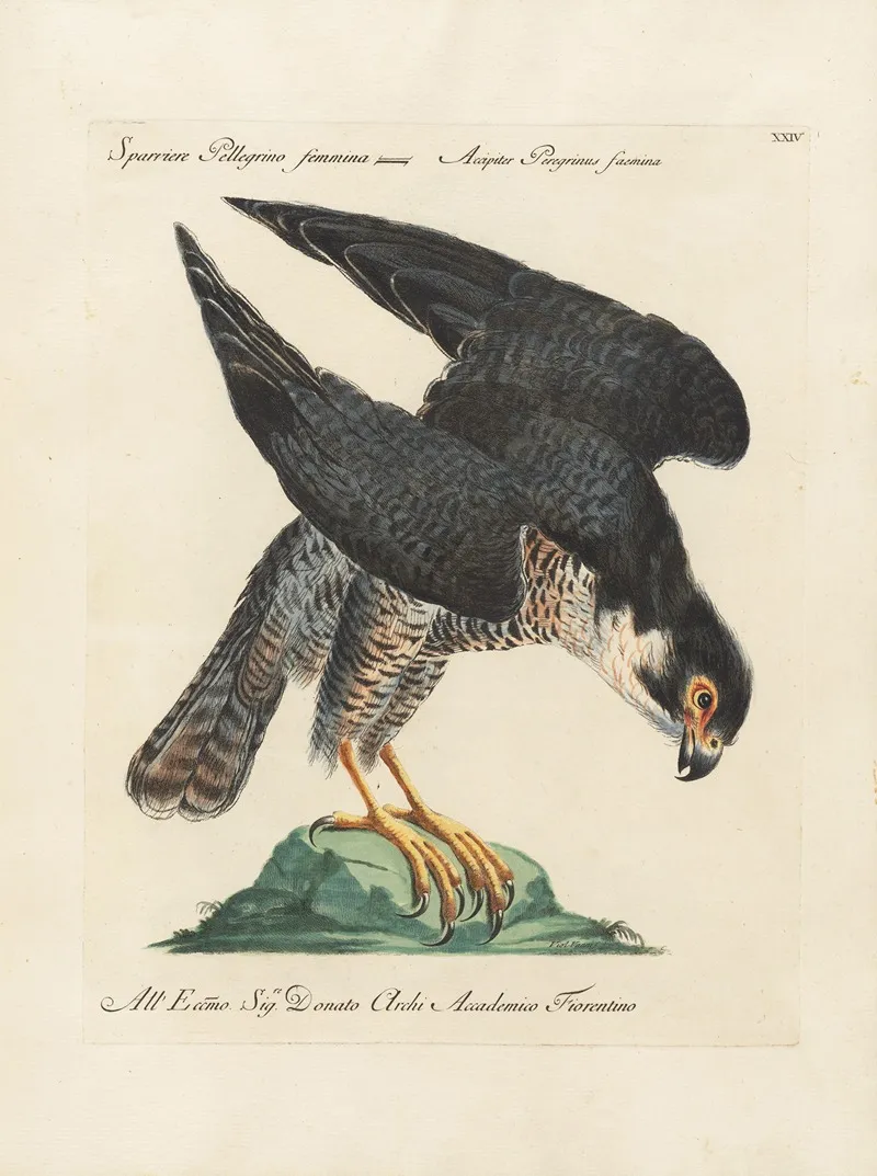 Ornithologia Methodice Digesta Pl 024 Wall Art by Saverio Manetti - High-Resolution Digital Print