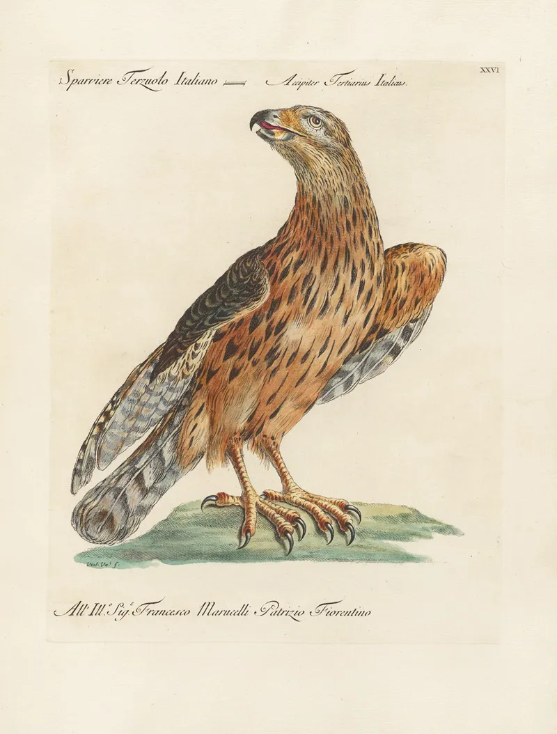 Ornithologia Methodice Digesta Pl 026 Wall Art by Saverio Manetti - High-Resolution Digital Print