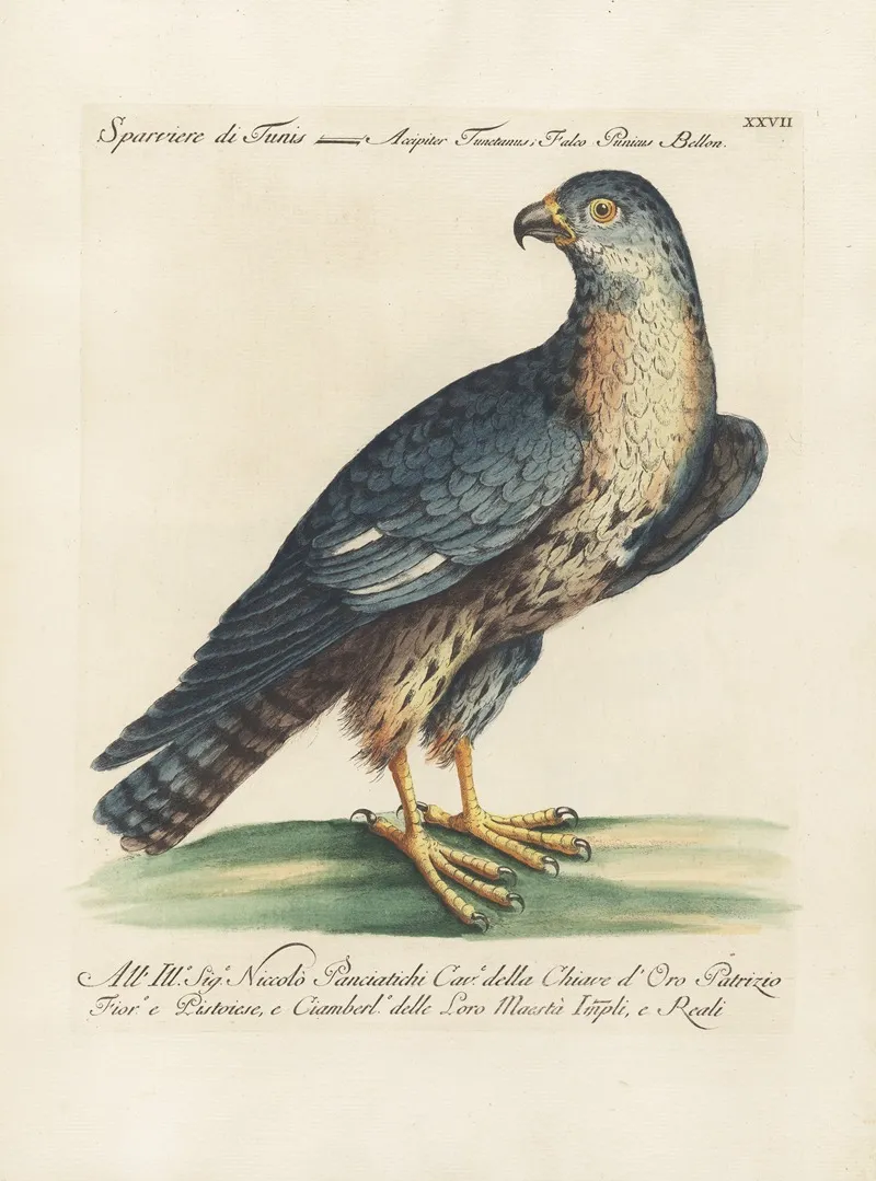 Ornithologia Methodice Digesta Pl 027 Wall Art by Saverio Manetti - High-Resolution Digital Print