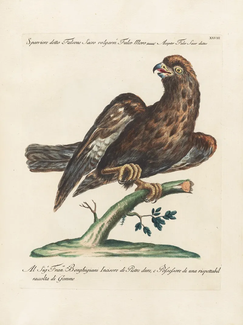 Ornithologia Methodice Digesta Pl 028 Wall Art by Saverio Manetti - High-Resolution Digital Print