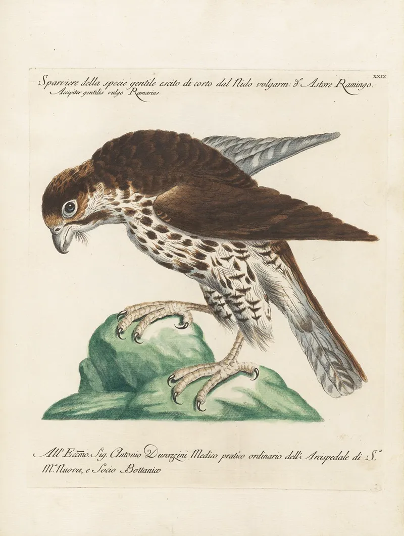 Ornithologia Methodice Digesta Pl 029 Wall Art by Saverio Manetti - High-Resolution Digital Print