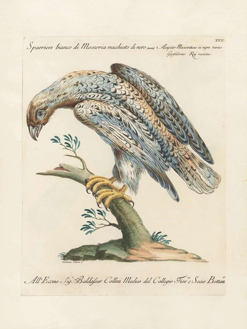 Ornithologia Methodice Digesta Pl 030 Wall Art by Saverio Manetti - High-Resolution Digital Print