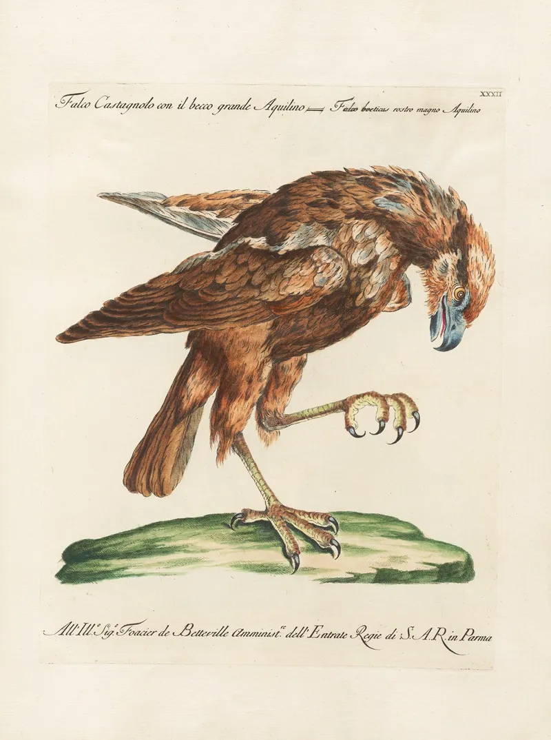 Ornithologia Methodice Digesta Pl 032 Wall Art by Saverio Manetti - High-Resolution Digital Print