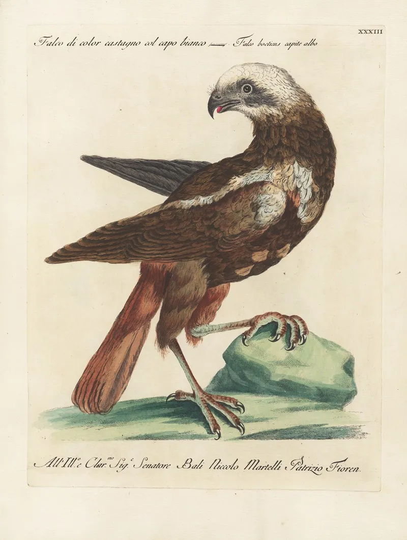 Ornithologia Methodice Digesta Pl 033 Wall Art by Saverio Manetti - High-Resolution Digital Print