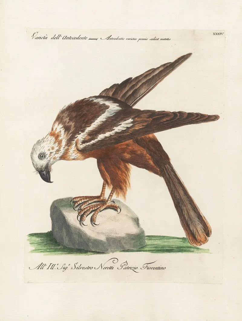 Ornithologia Methodice Digesta Pl 034 Wall Art by Saverio Manetti - High-Resolution Digital Print