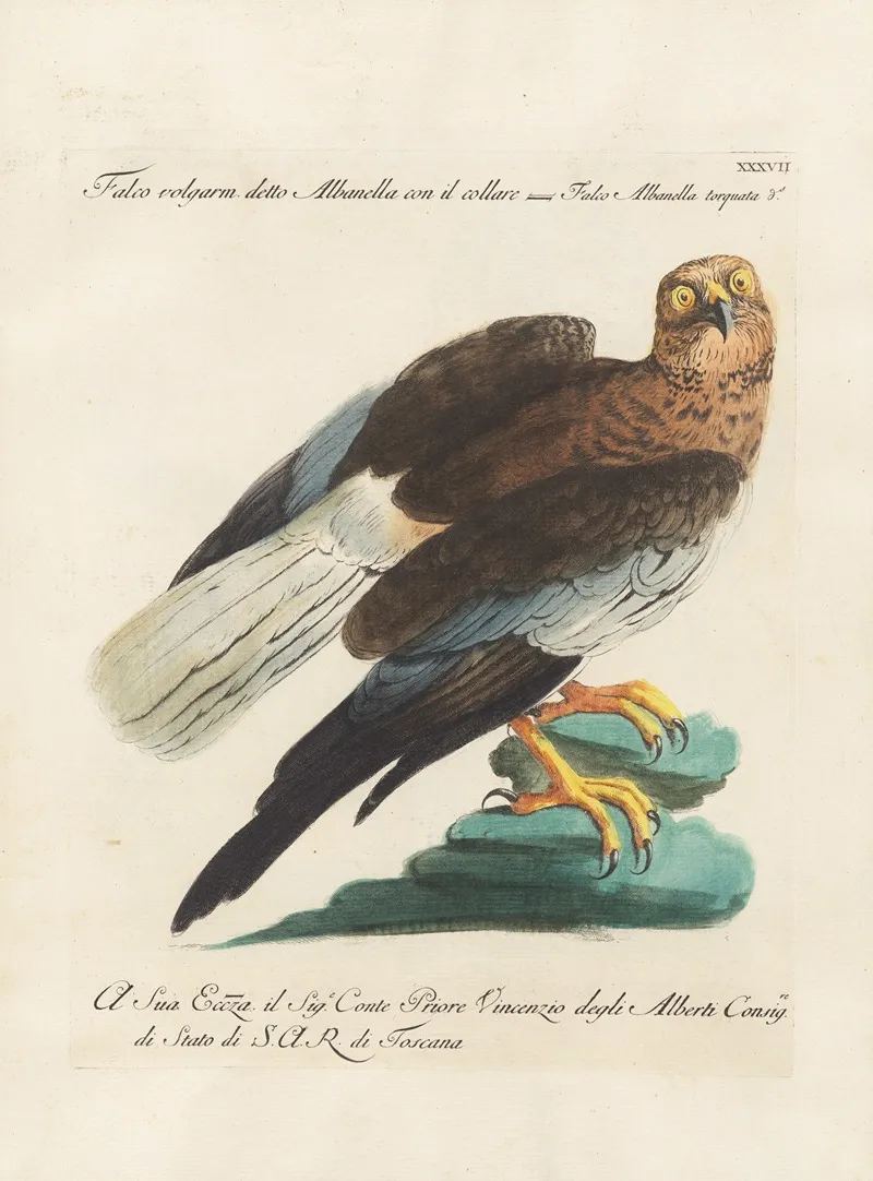 Ornithologia Methodice Digesta Pl 037 Wall Art by Saverio Manetti - High-Resolution Digital Print