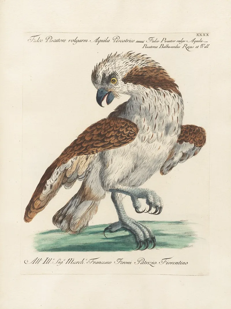 Ornithologia Methodice Digesta Pl 040 Wall Art by Saverio Manetti - High-Resolution Digital Print
