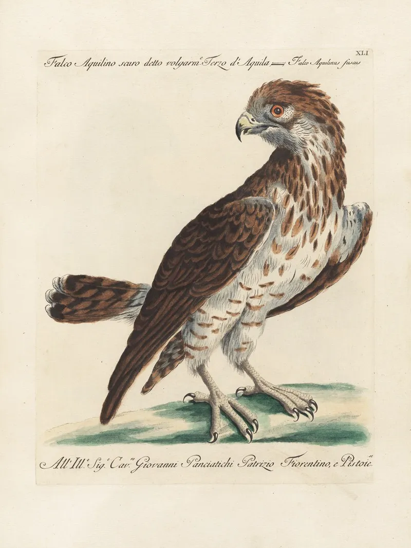 Ornithologia Methodice Digesta Pl 041 Wall Art by Saverio Manetti - High-Resolution Digital Print
