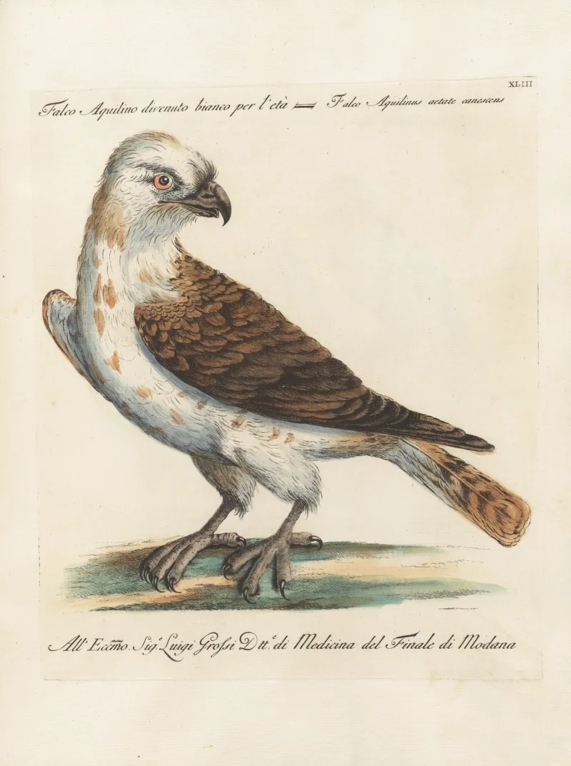 Ornithologia Methodice Digesta Pl 043 Wall Art by Saverio Manetti - High-Resolution Digital Print