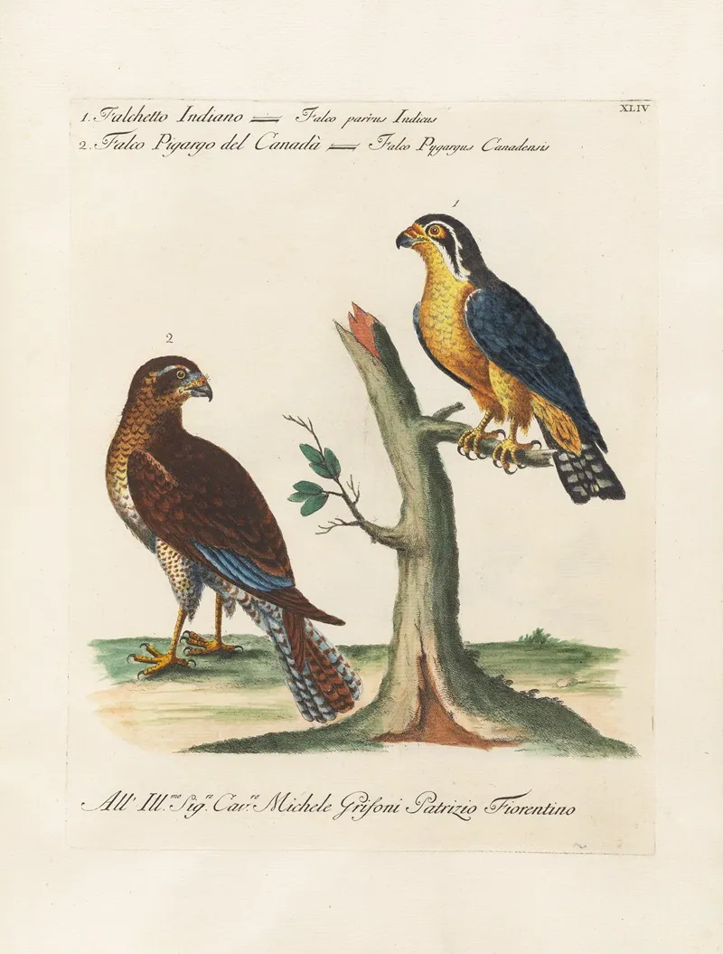 Ornithologia Methodice Digesta Pl 044 Wall Art by Saverio Manetti - High-Resolution Digital Print