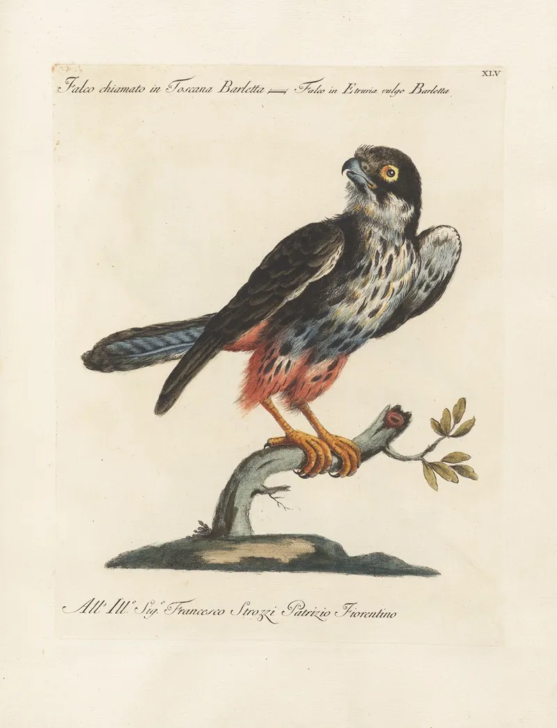 Ornithologia Methodice Digesta Pl 045 Wall Art by Saverio Manetti - High-Resolution Digital Print