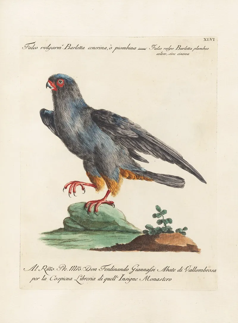 Ornithologia Methodice Digesta Pl 046 Wall Art by Saverio Manetti - High-Resolution Digital Print