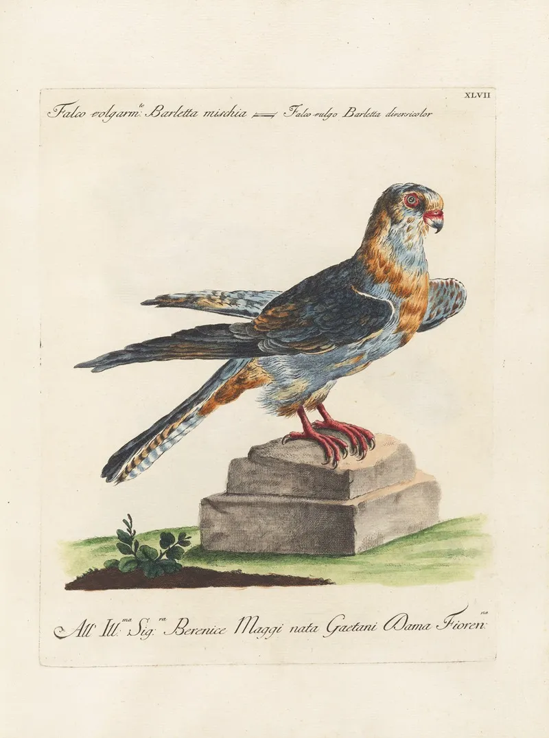 Ornithologia Methodice Digesta Pl 047 Wall Art by Saverio Manetti - High-Resolution Digital Print