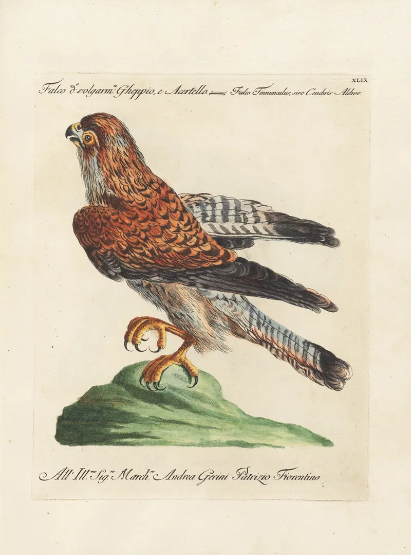 Ornithologia Methodice Digesta Pl 049 Wall Art by Saverio Manetti - High-Resolution Digital Print
