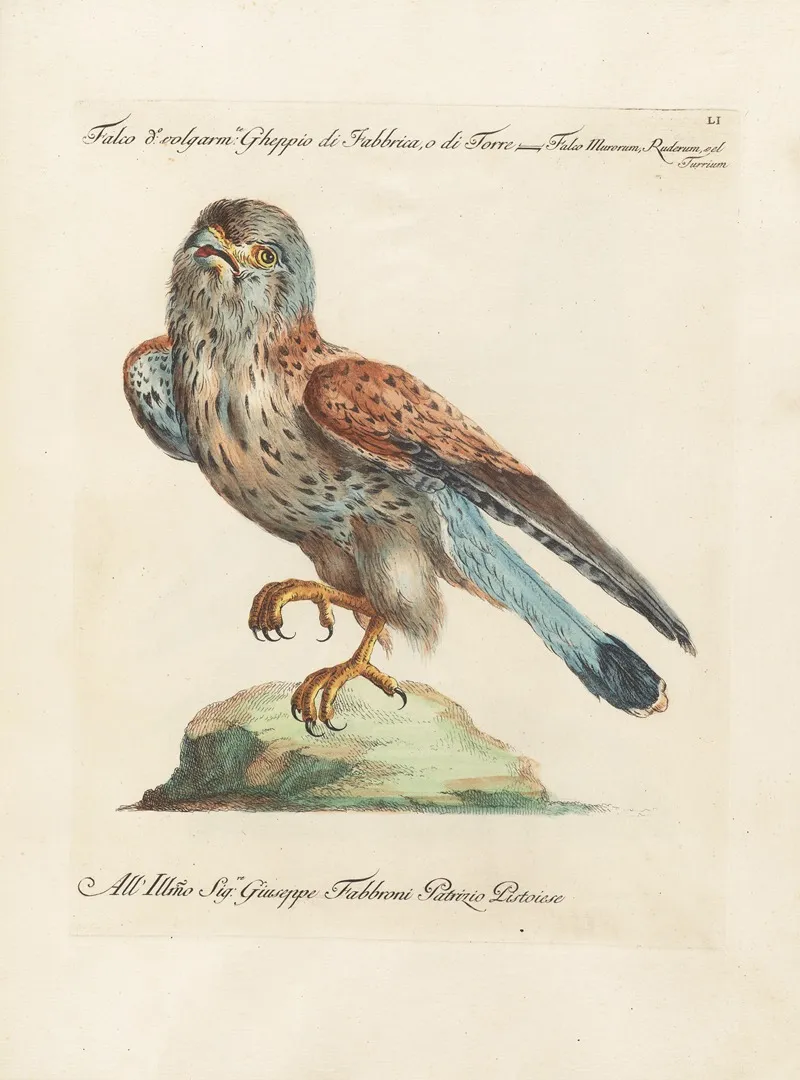 Ornithologia Methodice Digesta Pl 051 Wall Art by Saverio Manetti - High-Resolution Digital Print