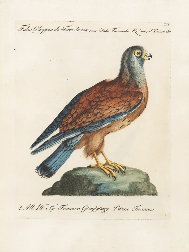 Ornithologia Methodice Digesta Pl 052 Wall Art by Saverio Manetti - High-Resolution Digital Print