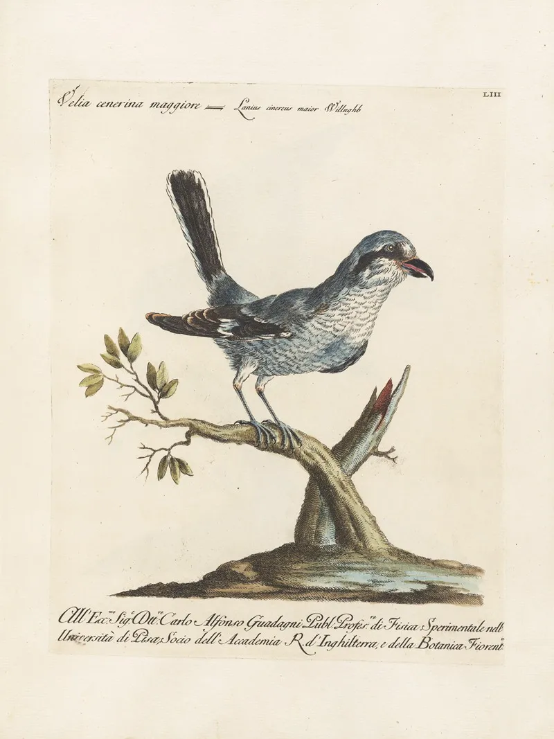 Ornithologia Methodice Digesta Pl 053 Wall Art by Saverio Manetti - High-Resolution Digital Print