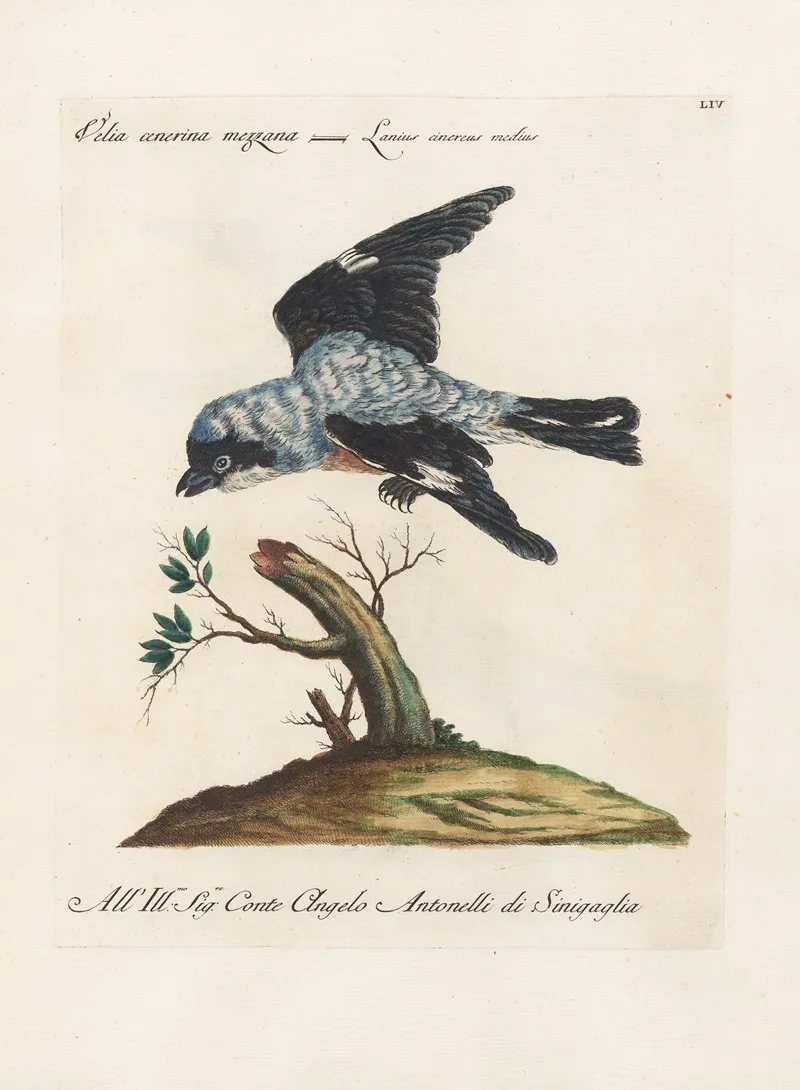 Ornithologia Methodice Digesta Pl 054 Wall Art by Saverio Manetti - High-Resolution Digital Print