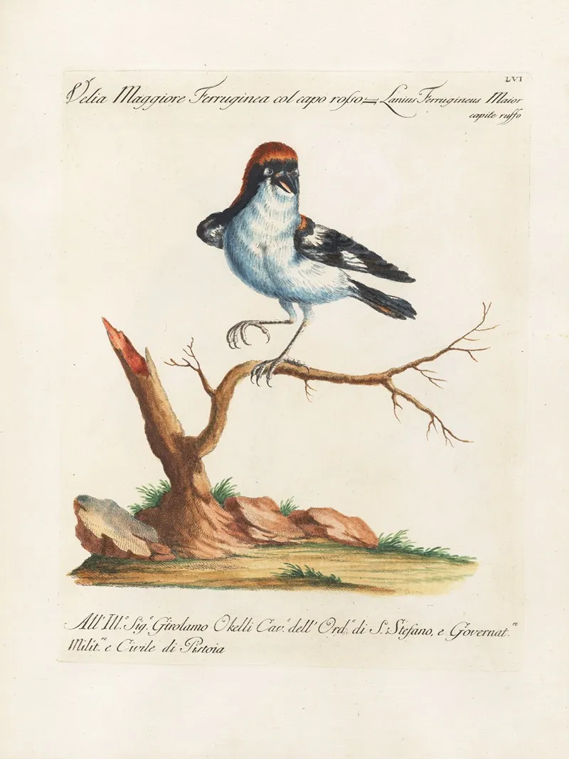 Ornithologia Methodice Digesta Pl 056 Wall Art by Saverio Manetti - High-Resolution Digital Print