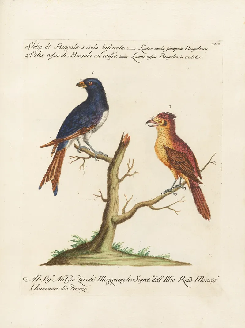 Ornithologia Methodice Digesta Pl 057 Wall Art by Saverio Manetti - High-Resolution Digital Print