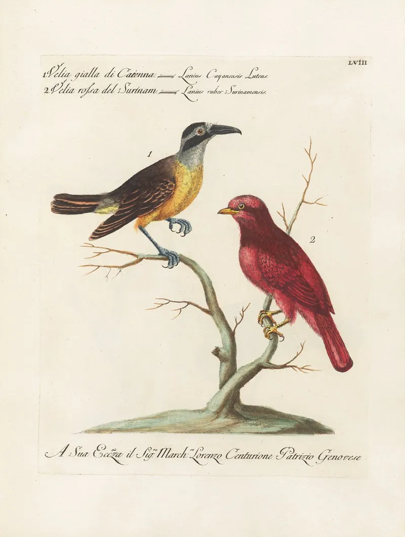 Ornithologia Methodice Digesta Pl 058 Wall Art by Saverio Manetti - High-Resolution Digital Print