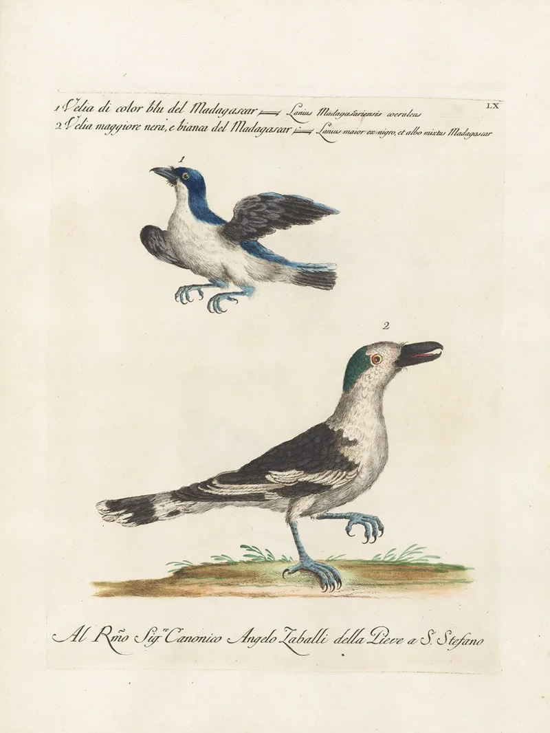 Ornithologia Methodice Digesta Pl 060 Wall Art by Saverio Manetti - High-Resolution Digital Print