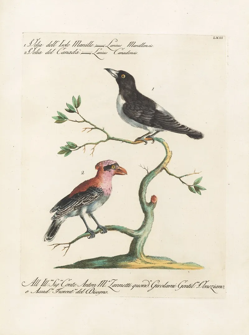 Ornithologia Methodice Digesta Pl 062 Wall Art by Saverio Manetti - High-Resolution Digital Print